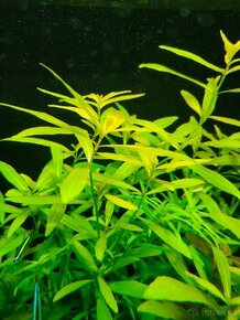 Prodám akvarijni rostliny Hygrophila polysperma - 1