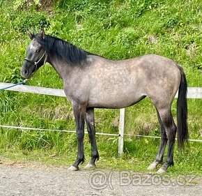 Klisna sportovní pony 2 roky