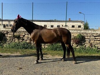 Furioso valach, 16 let
