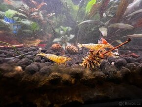 Caridina natural
