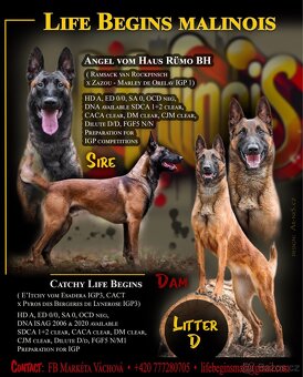 Belgický ovčák malinois s PP - ihned k odběru