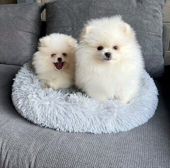 Pomeranian mini - 1