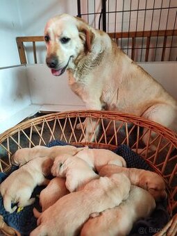 Nabídka štěňat labradorského retrievera