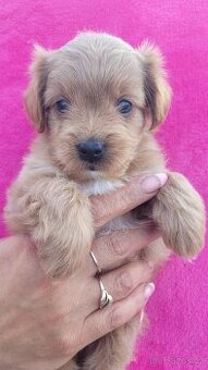 Maltipoo Štěňátka