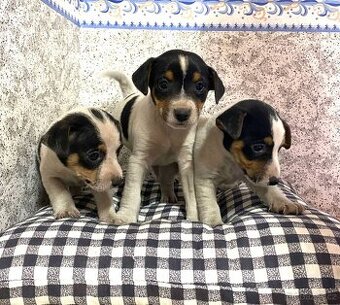 Jack russel