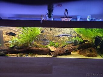 Akvarium