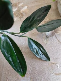 Scindapsus tr.  Dark form