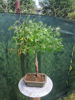 Bonsai,bonsaj Javor