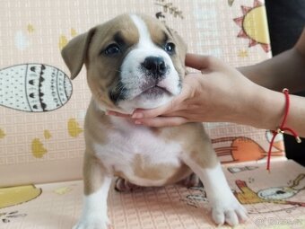 Americký Pocket Bully