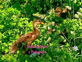 Indický běžec - kachňátka 🦆🦆🦆