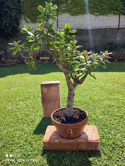 Tlustice (crassula ovata)