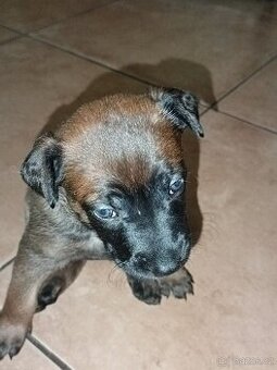 Belgický ovčák Malinois štěňata
