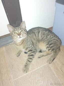 Daruji 3 měsíčneho kocourka