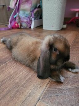 Hledám nový domov pro minilopku