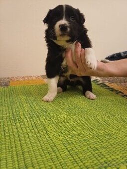 Štěňata bordercolie kříženci