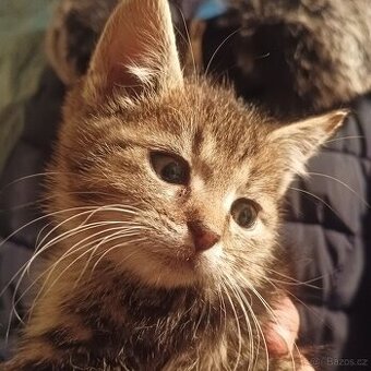 Koťátko Britská x