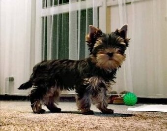 Jorkširsky teriér York jorkširek