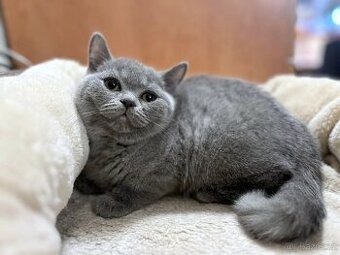 Britská modrá krátkosrstá koťata s PP