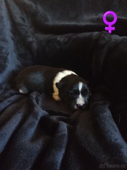 Border kolie štěně