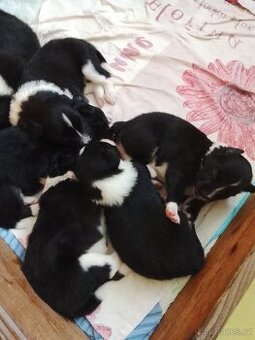 Border kolie štěně