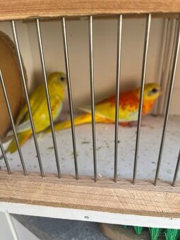 Neoféma tyrkysová opalín