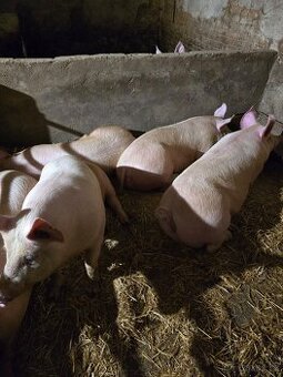 Prodám vykrmené prase