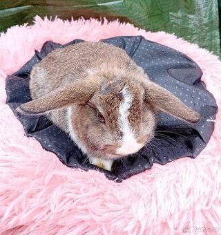 Zakrslý kralicek samicka - 1