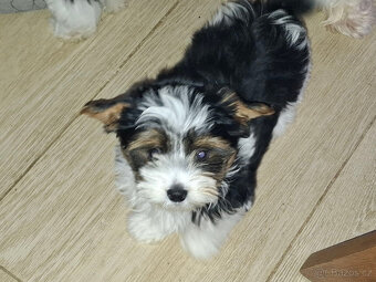 Jorkširský teriér-biewer pejsek s PP - 1