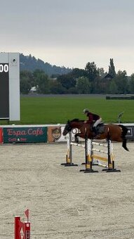 Kobyla do chovu a sportu