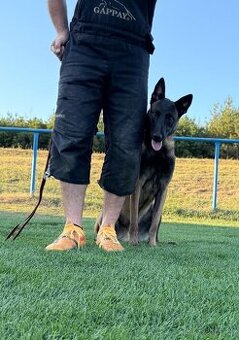 Prodám psa Belgický ovčák Malinois s PP