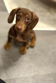 Jezevčík trpasličí