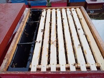 Vyzimovaná včelstva, vyzimované oddělky, langstroth 2/3