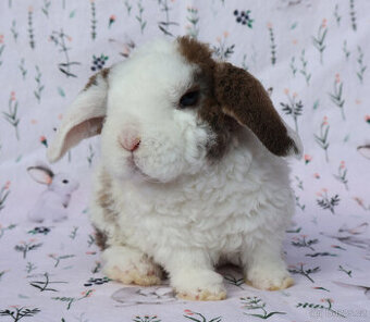 Zakrslý rex beránek maličký sameček