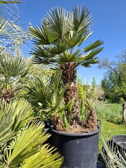 Palma chamaerops humilis vulcano