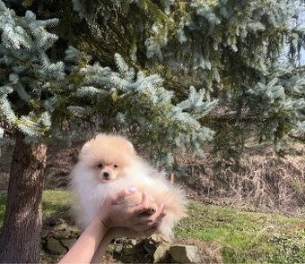 Pomeranian