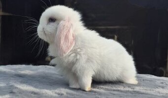 Bew Minilop zakrslý beránek