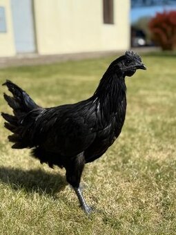 Kohouti Ayam cemanii