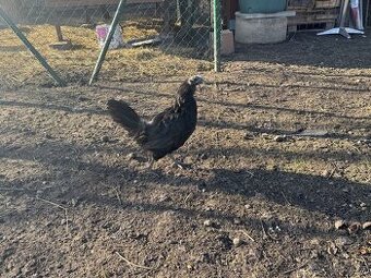 Slepice AYAM CEMANI