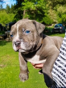 American bully XL