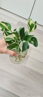 Rizek s korinky epipremnum njoy
