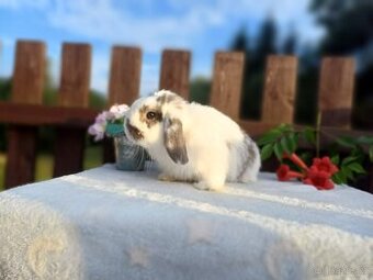 Anglický Zakrslý Beránek MiniLop - Sameček vhodný pro chov