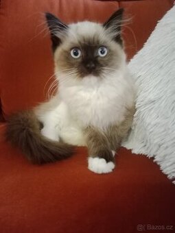 Ragdoll kocourci ihned k odběru