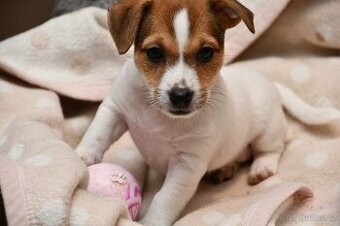 Jack Russell Terrier fena