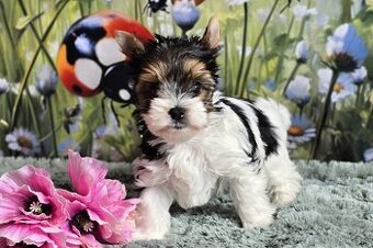 Biewer terrier fenka s PP