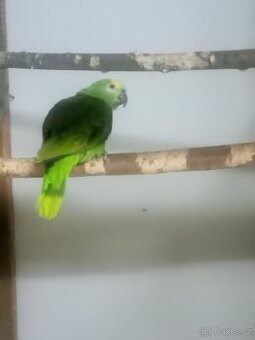 Amazonan modrocely - 1
