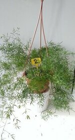 Asparagus - pokojový chřest