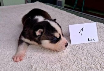 Sibiřský husky - štěňata