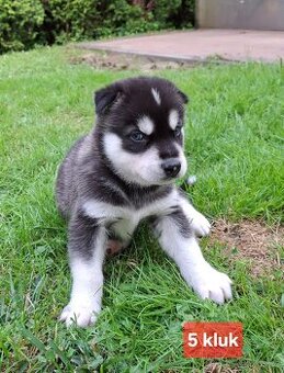 Sibiřský husky - štěňata