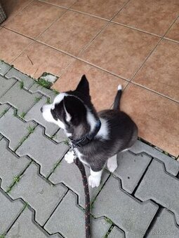Sibiřský husky - štěně