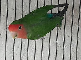 Agapornis růžohrdlý - 1